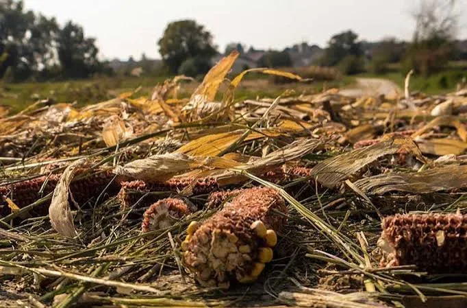 Maize stalks and cobs left on the field after harvest