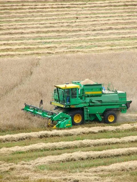 Green combine harvester cutting a wheat field